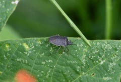 Padaeus trivittatus