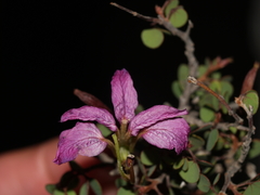 Bauhinia ramosissima
