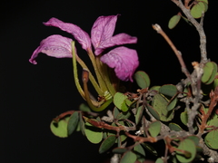 Bauhinia ramosissima