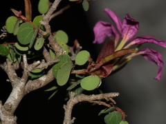 Bauhinia ramosissima