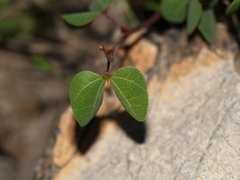 Bauhinia ramosissima
