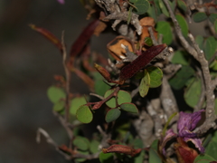 Bauhinia ramosissima