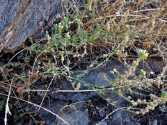 Linaria saxatilis