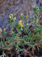 Linaria saxatilis