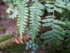 Uredinopsis pteridis