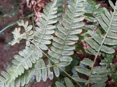 Uredinopsis pteridis