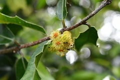 Olmediella betschleriana