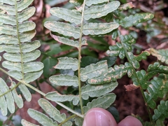 Uredinopsis pteridis