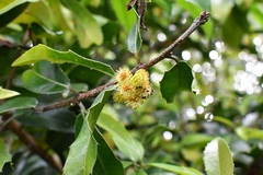 Olmediella betschleriana
