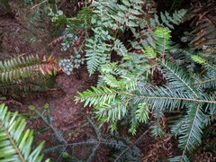 Uredinopsis pteridis