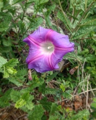 Ipomoea stans