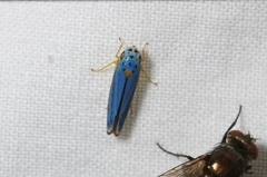 Graphocephala atropunctata