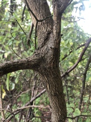 Sophoreae