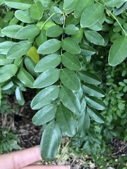 Sophoreae