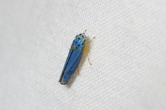Graphocephala atropunctata