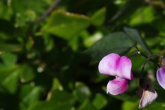 Dipogon lignosus