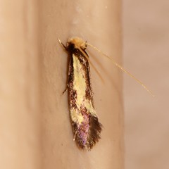 Isocorypha mediostriatella