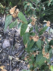 Lasiopetalum macrophyllum