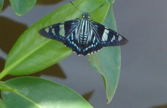 Phocides belus