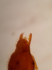 Strumigenys ananeotes