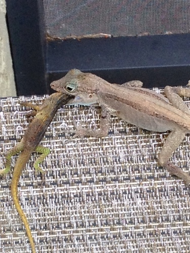 Crested Anole, Palmetto Bay, FL, USA, photo 5 of 10