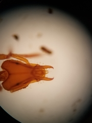 Strumigenys ananeotes