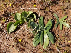 Eriospermum capense capense