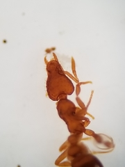 Strumigenys ananeotes