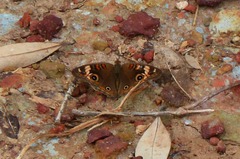 Junonia neildi varia