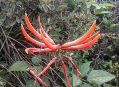 Erythrina leptorhiza