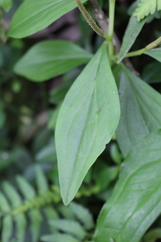 Peperomia san-joseana, photograph 4