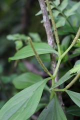 Jake Rehage, CC0, iNaturalist via GBIF Peperomia san-joseana, photograph Jake Rehage, CC0, iNaturalist via GBIF