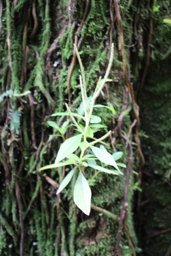 Peperomia san-joseana, photograph 6