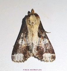 Condica imitata