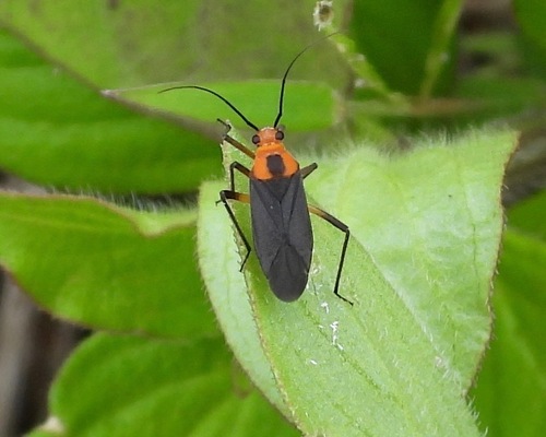 Prepops latipennis