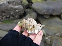 Monoplex parthenopeus