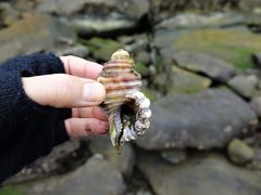 Monoplex parthenopeus