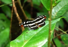 Catonephele mexicana