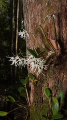 Dendrobium aemulum