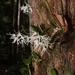 Dendrobium radiatum - Photo (c) Daniel,  זכויות יוצרים חלקיות (CC BY-NC), הועלה על ידי Daniel
