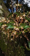 Dendrobium tetragonum