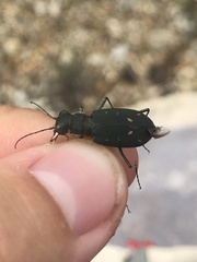 Cicindela obsoleta