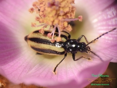 Diabrotica lemniscata