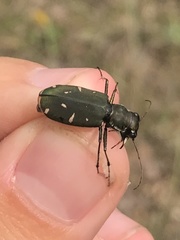 Cicindela obsoleta