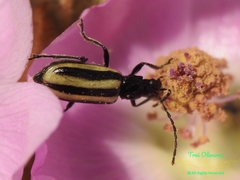 Diabrotica lemniscata
