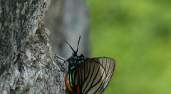Atlides polybe