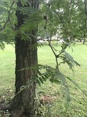 Gleditsia triacanthos