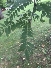 Gleditsia triacanthos