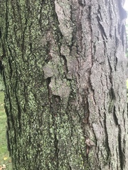 Gleditsia triacanthos