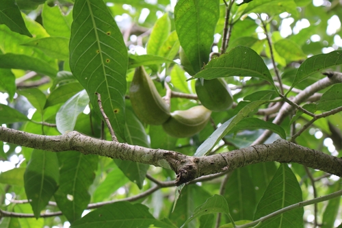 Image of Tabernaemontana litoralis by no rights reserved